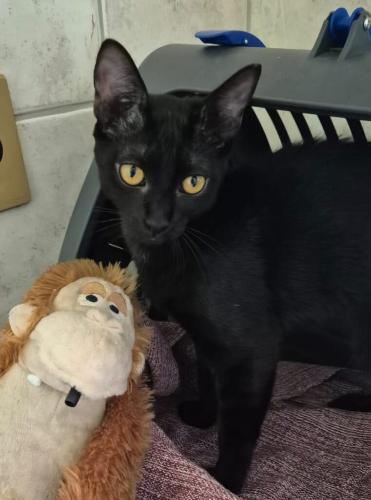 whatsapp image 2026 03 26 at 21.08.08