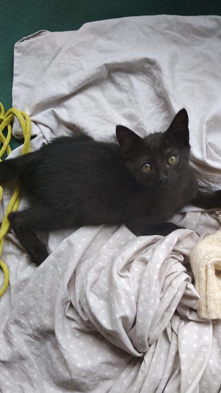 whatsapp image 2026 03 26 at 21.08.09 (3)