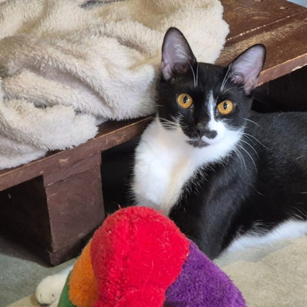 whatsapp image 2026 03 26 at 21.08.08 (1)