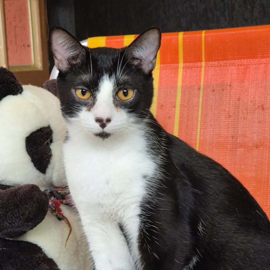 whatsapp image 2026 03 26 at 21.08.09