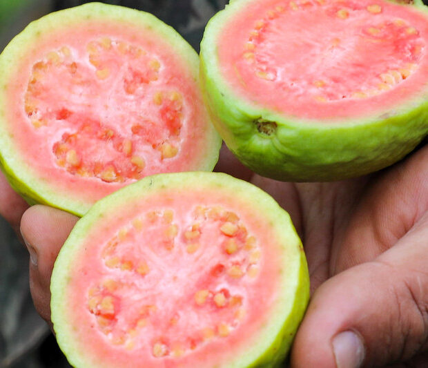 Foto: Paulo H. Carvalho/Agência Brasília