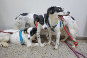 joel rodrigues agência brasília1