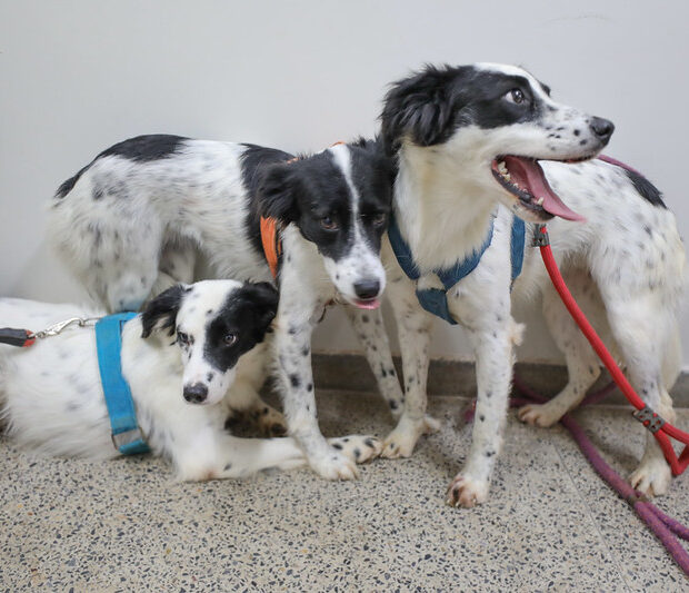 joel rodrigues agência brasília1