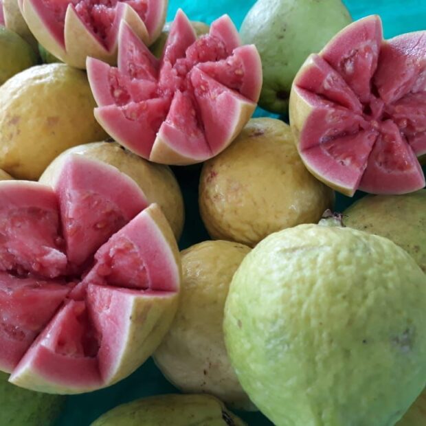 6.4. goiaba. foto divulgacao emater2