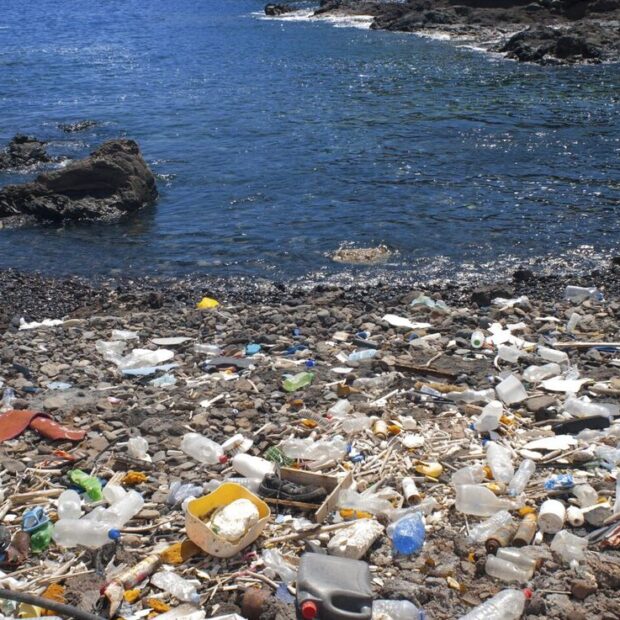 Foto: Sergio Hanquet/Biosphoto/AFP