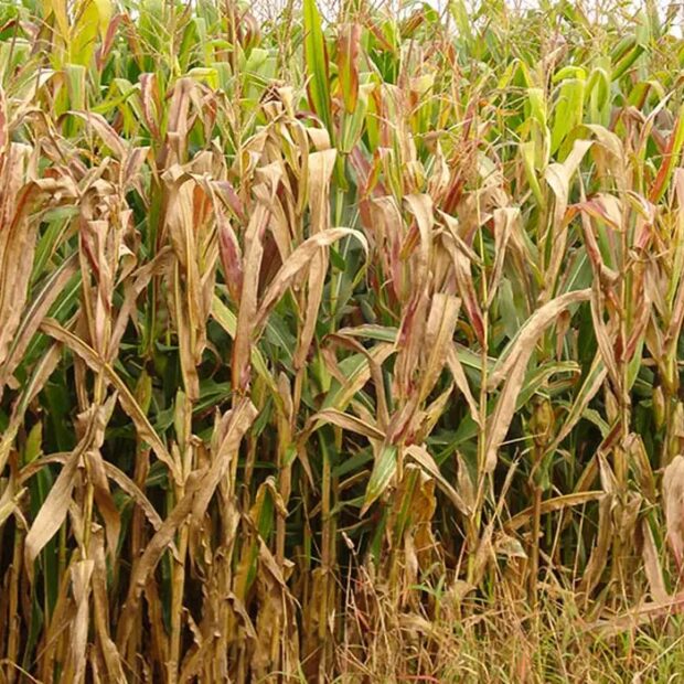 Foto: Charles Oliveira/Embrapa