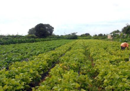 Área de lavouras protegidas por seguro rural