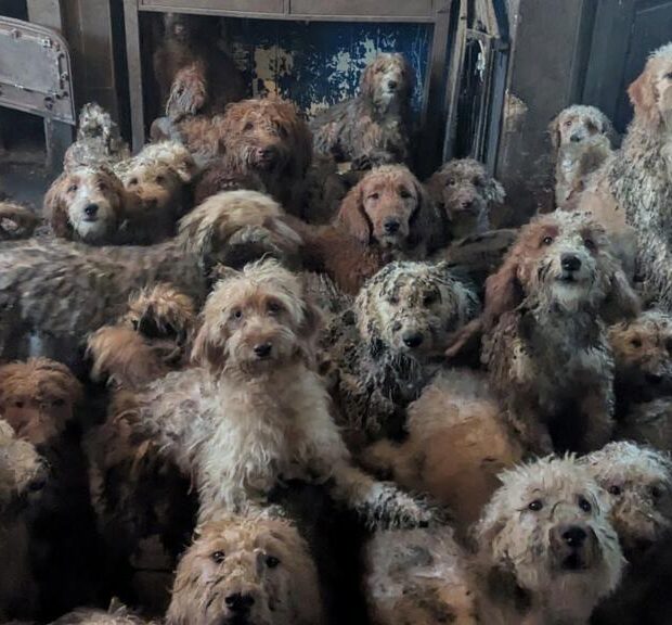 Foto: HANDOUT / ROYAL SOCIETY FOR THE PREVENTION OF CRUELTY TO ANIMALS (RSPCA / AFP)