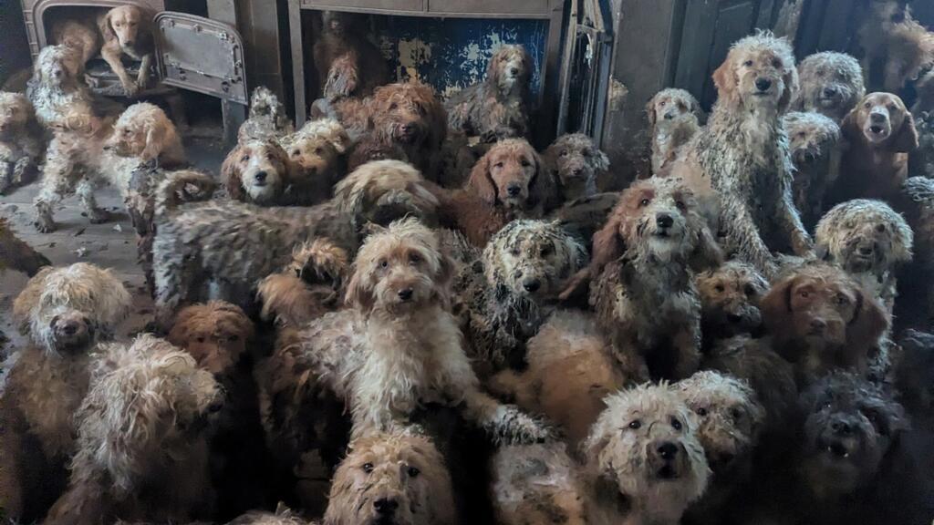 Foto: HANDOUT / ROYAL SOCIETY FOR THE PREVENTION OF CRUELTY TO ANIMALS (RSPCA / AFP)