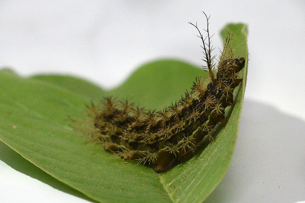 Lagartas venenosas causam acidentes graves no DF durante chuvas