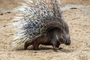 Foto: Leandro Ferreira Amaral/Divulgação