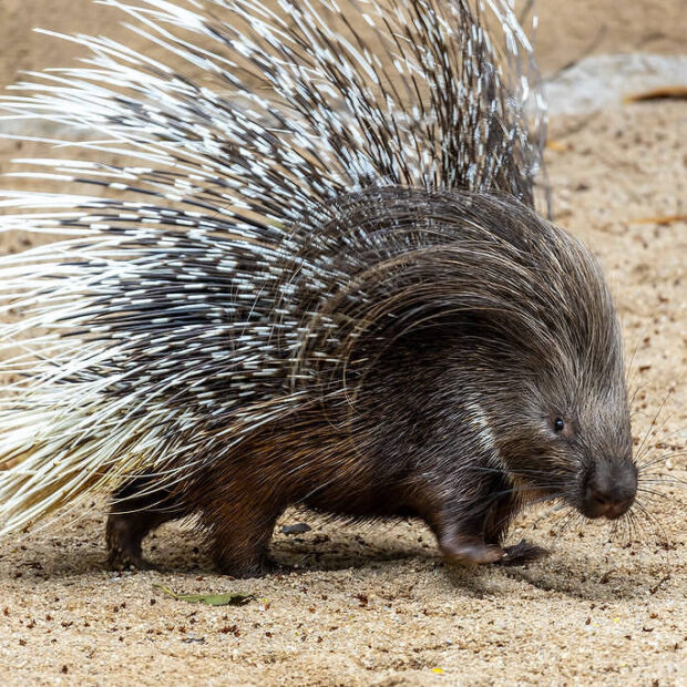 Foto: Leandro Ferreira Amaral/Divulgação