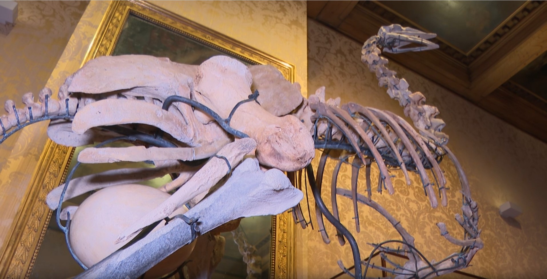 Fósiles Prehistóricos Reimagínados: Arte y Ciencia Convergen