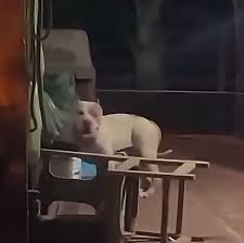 mulher é morta após ser atacada pelo próprio pitbull em casa no ma