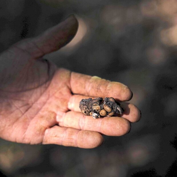 brazil agriculture animals jacu coffee