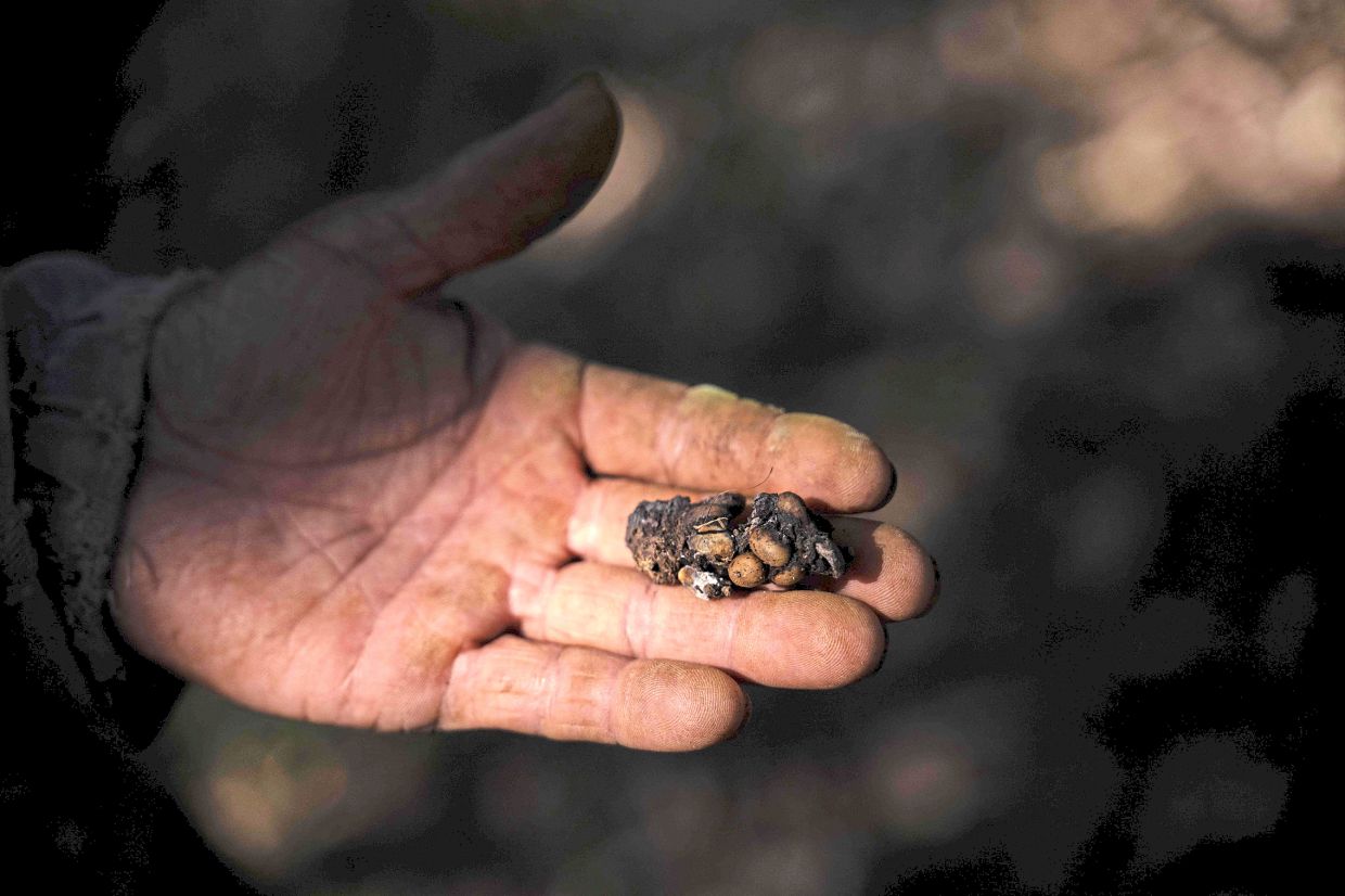 brazil agriculture animals jacu coffee