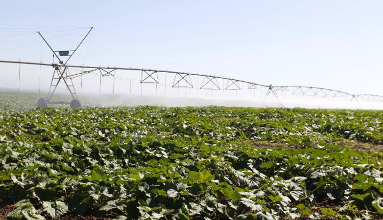 agro1