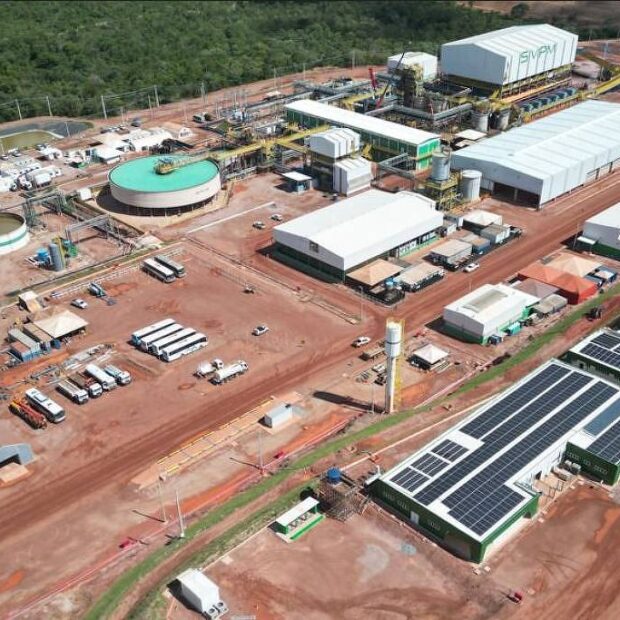 planta da serra verde