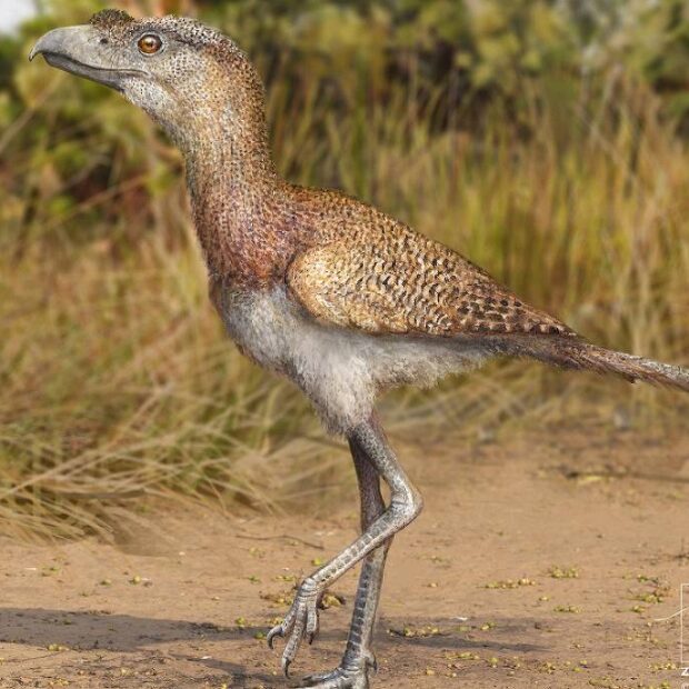 brasileiros encontram espécie mais recente das 'aves do terror'