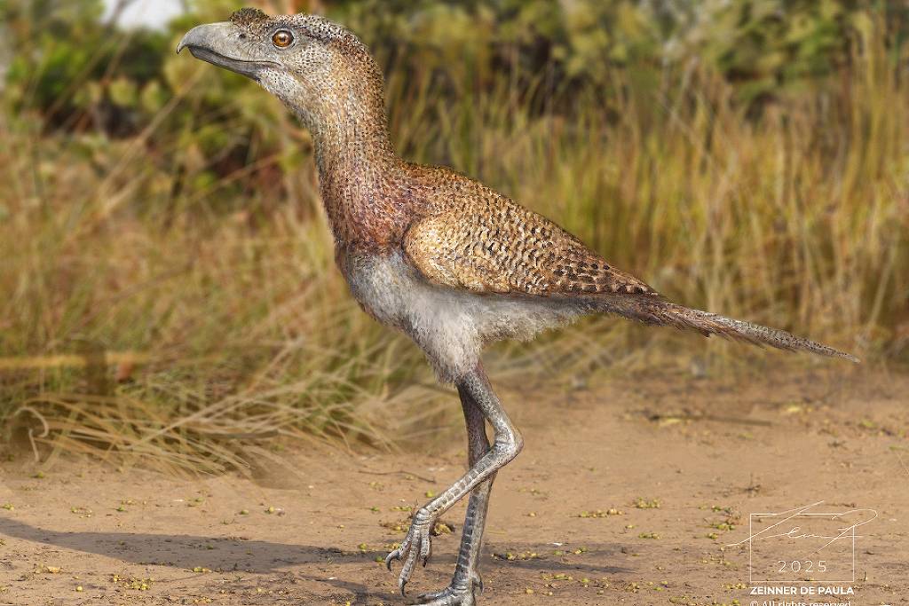 brasileiros encontram espécie mais recente das 'aves do terror'