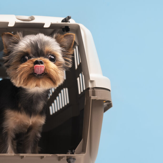 beautiful pet portrait small dog with cage