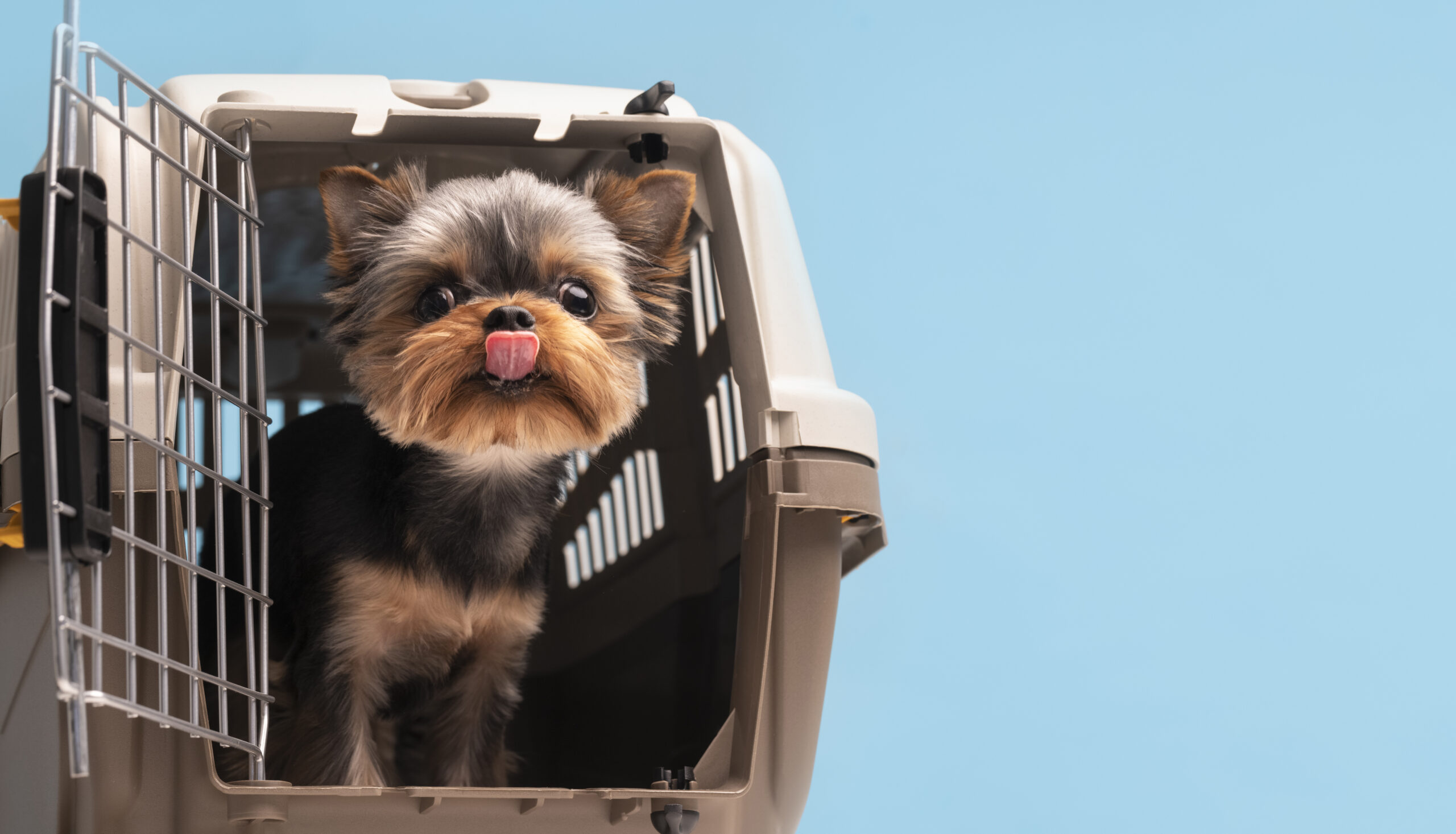 beautiful pet portrait small dog with cage