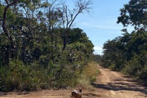 Foto: Divulgação/Brasília Ambiental