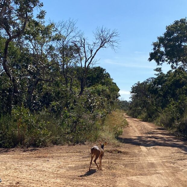 Foto: Divulgação/Brasília Ambiental
