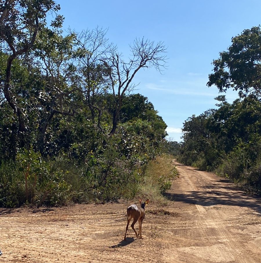 Foto: Divulgação/Brasília Ambiental