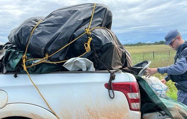 presos com carga de grude de peixe