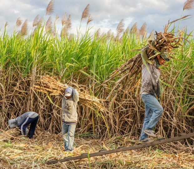 cultivo cana de acucar