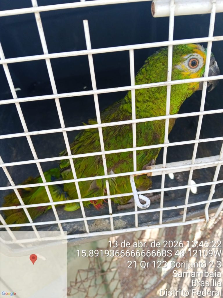 Papagaio resgatado pela Polícia Ambiental recebe tratamento em hospital da fauna silvestre