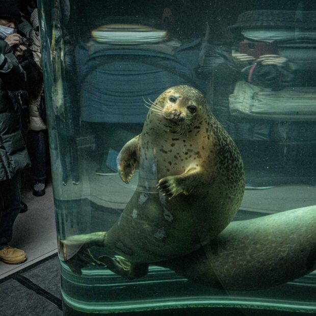 japan animal seal