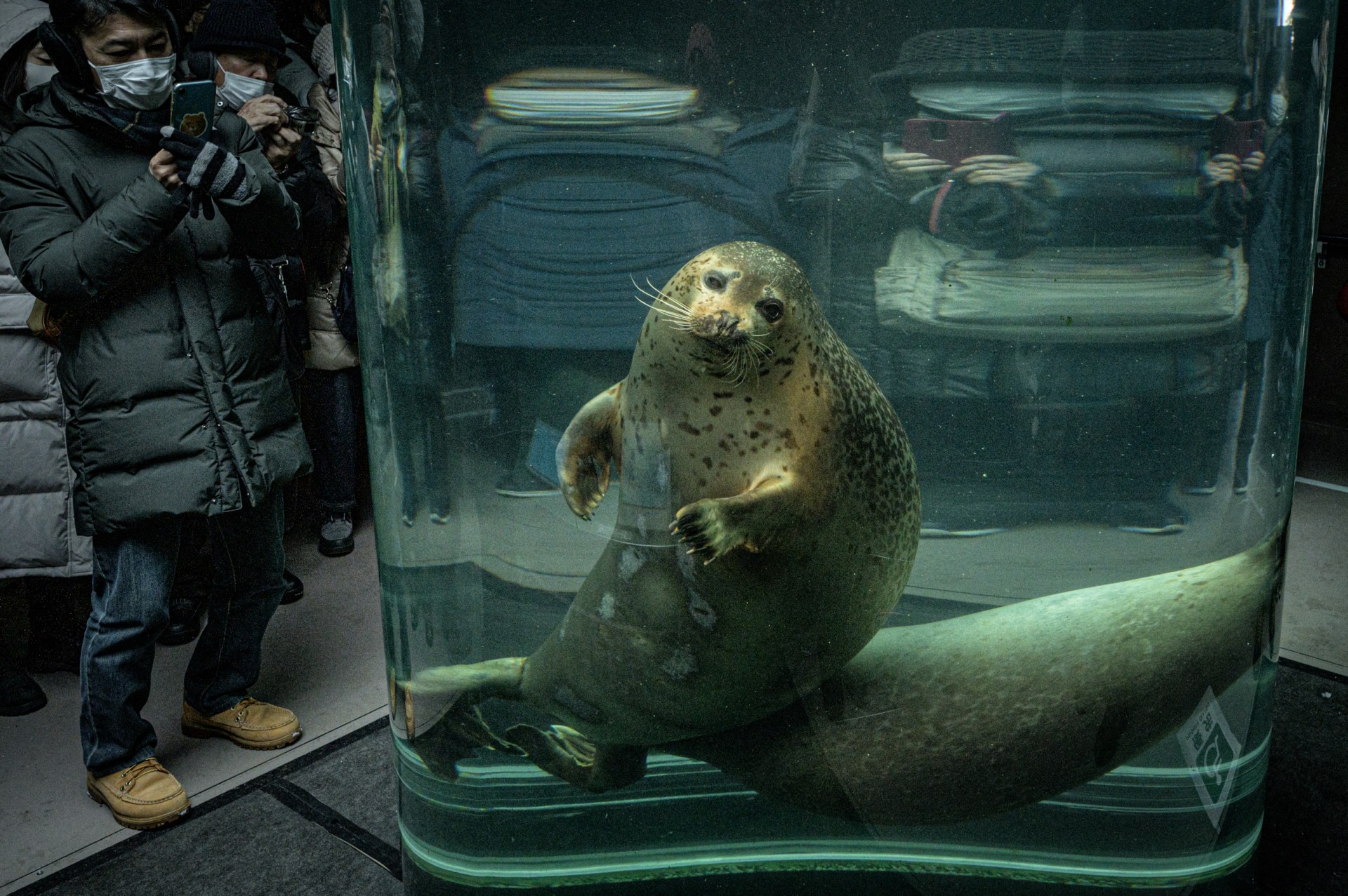 japan animal seal