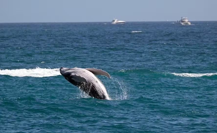 Foto: ALFREDO ESTRELA / AFP