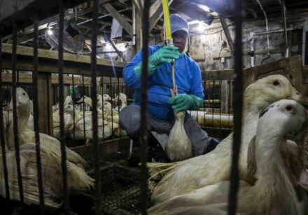 foie gras1