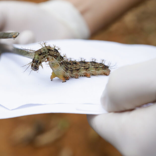 4a lonomia 16042026 acidentes com lagartas lonomia podem ocasionar danos graves e até mortes fotos jhonatan cantarelleagência saúde df