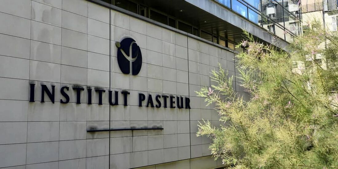 Pasteur quer monitorar ratos em SP em busca de vírus que podem infectar humanos