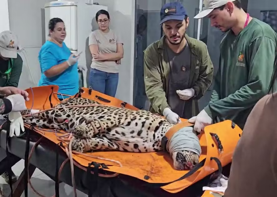 onça pintada corumba
