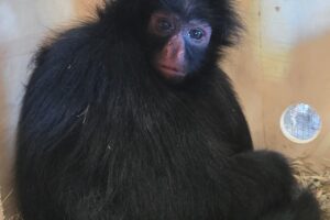 macaco aranha