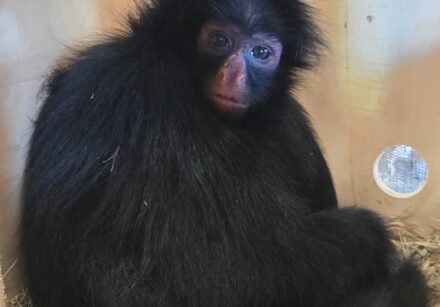 macaco aranha