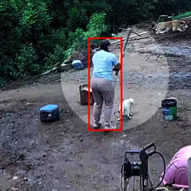 suspeita de matar cachorro com picareta