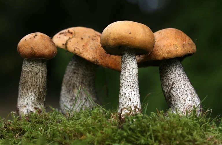 Anvisa suspende fabricação e venda de extratos de cogumelos da Microdose Life