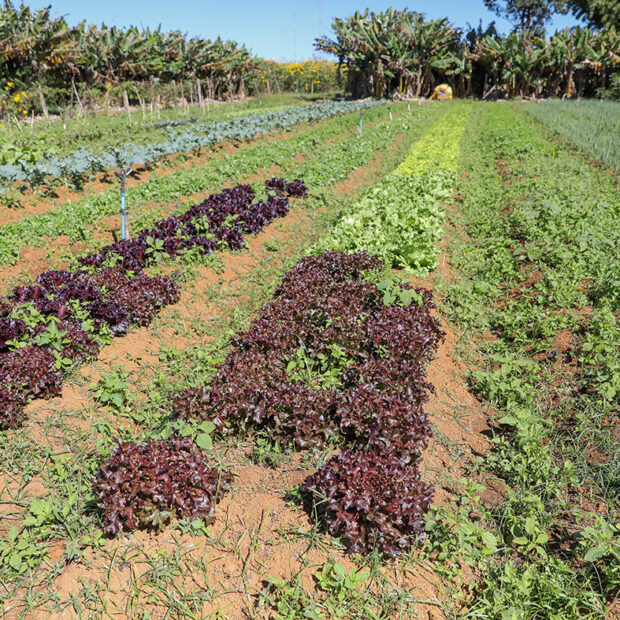 agricultores
