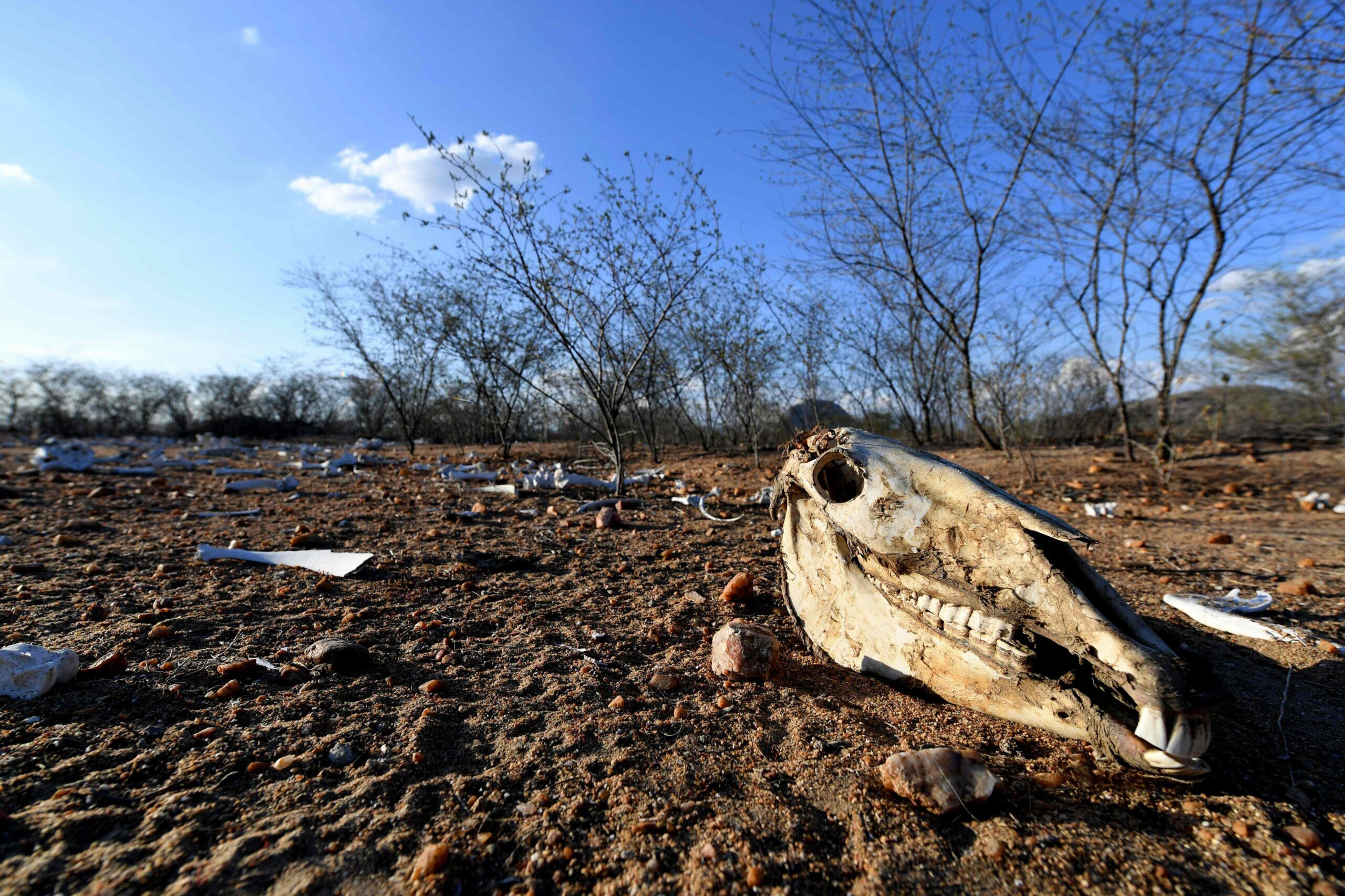 Foto: EVARISTO SA/AFP