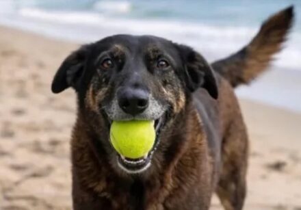 cão Orelha