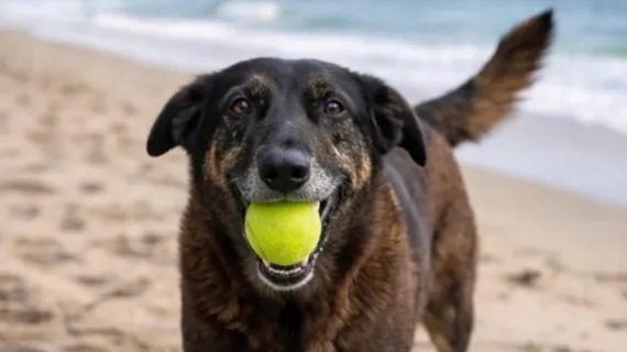 cão Orelha