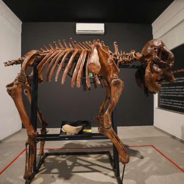 16.5. museu de ciências naturais. foto joel rodrigues agência brasília2