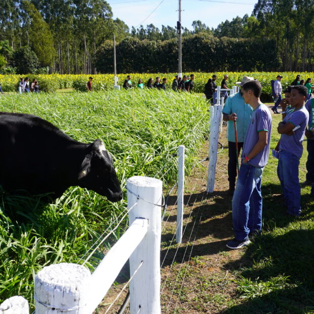 Foto: Divulgação/Emater-DF