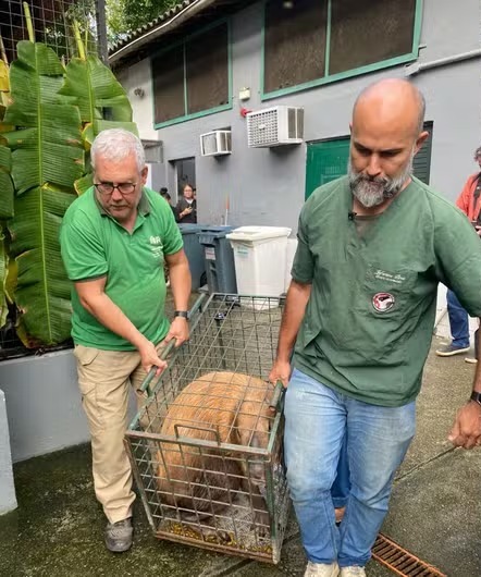 Capivara que foi espancada por homens rj